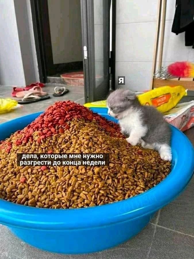 дела, которые мне нужно разгребсти до конца недели
