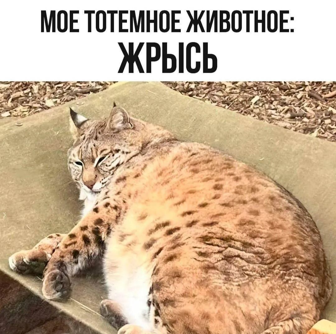 МОЕ ТЕМНОЕ ЖИВОТНОЕ: ЖРЫСЬ