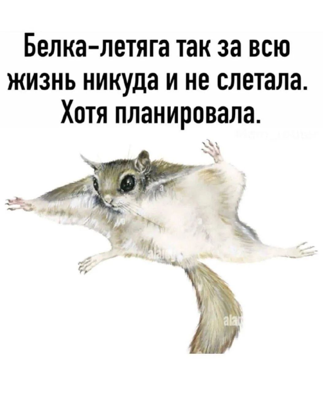 Белка-летяга так за всю жизнь никуда и не слетала. Хотя планировала.