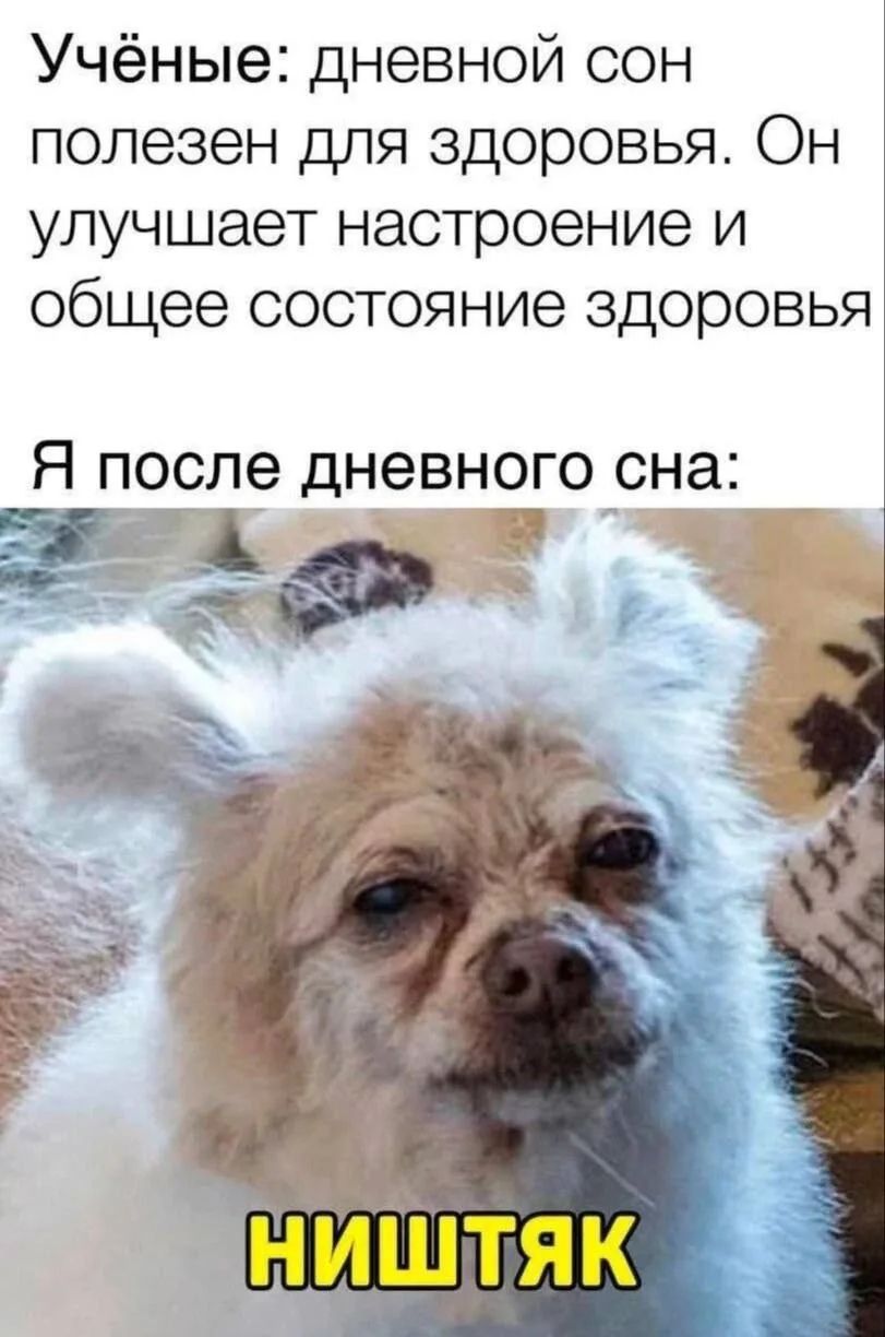 Учёные: дневной сон полезен для здоровья. Он улучшает настроение и общее состояние здоровья
Я после дневного сна:
НИШТЯК