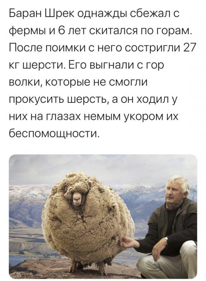 Баран Шрек однажды сбежал с фермы и 6 лет скитался по горам После поимки с него состригпи 27 кг шерсти Его выгнали гор волки которые не смогли прокусить шерсть а он ходил у НИХ НЭ ГЛЭЗЭХ НЭМЫМ укором ИХ беспомощности