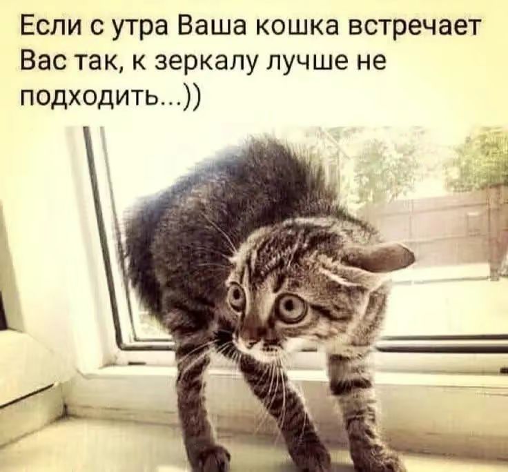 Если с утра Ваша кошка встречает Вас так, к зеркалу лучше не подходить...))