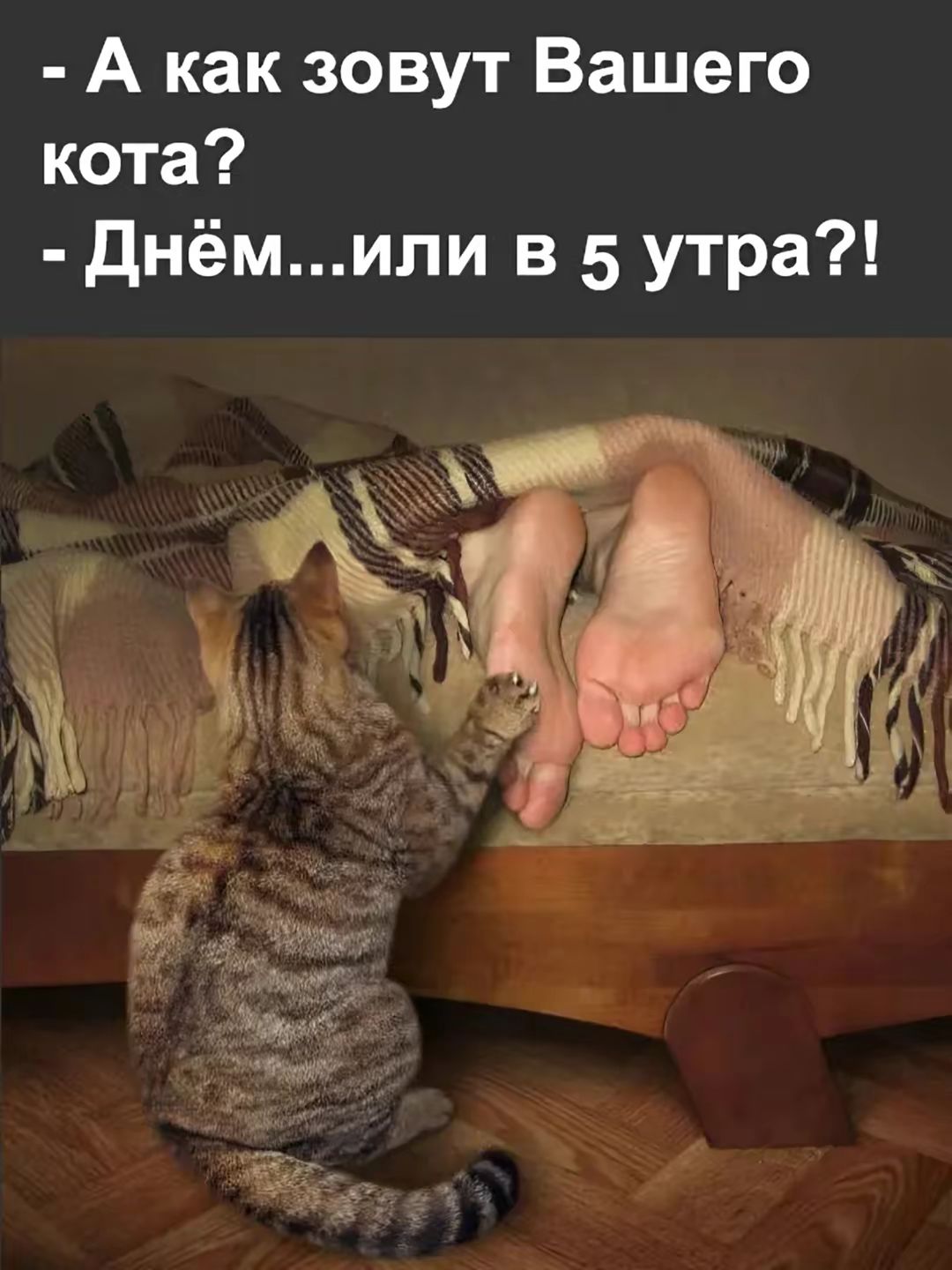 - А как зовут Вашего кота?
- Днём...или в 5 утра?!