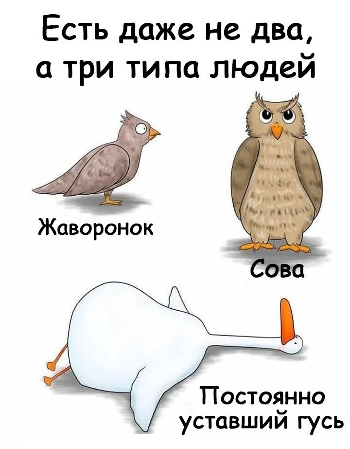 Есть даже не два а три ти па ЛЮДей Жаворонок Постоянно уставшии гусь