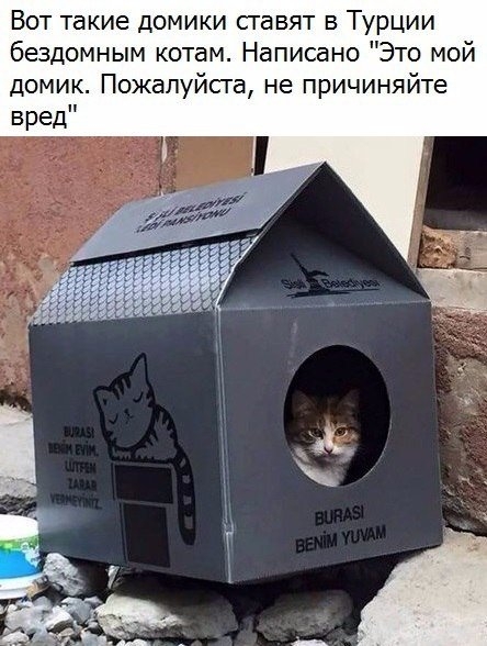 Вот такие домики ставят в Турции бездомным котам Написано Это мой домик Пожалуйсга не причиняйте вред