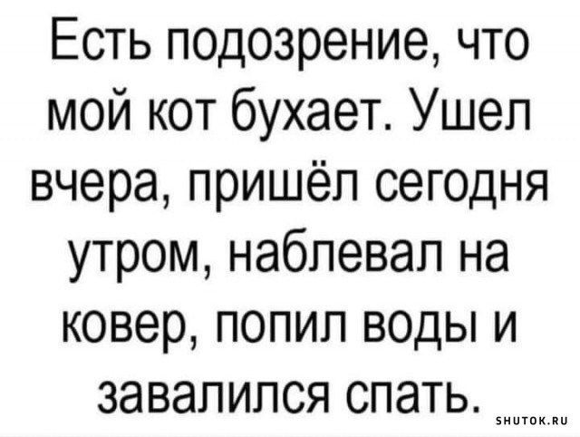 Есть подозрение что мой кот бухает Ушел вчера пришёл сегодня утром наблевал на ковер попил воды и завалился спать