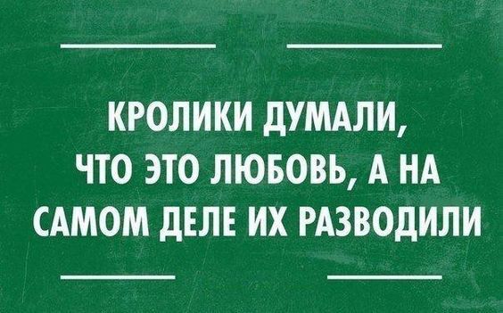 КРОЛИКИ ДУМАЛИ ЧТО ЭТО ЛЮБОВЬ А НА САМОМ ДЕЛЕ ИХ РАЗВОДИЛИ