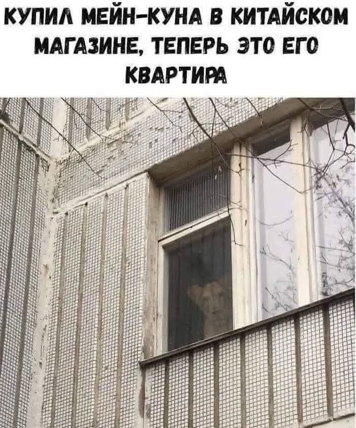 КУПИЛ МЕЙН-КУНА В КИТАЙСКОМ МАГАЗИНЕ, ТЕПЕРЬ ЭТО ЕГО КВАРТИРА