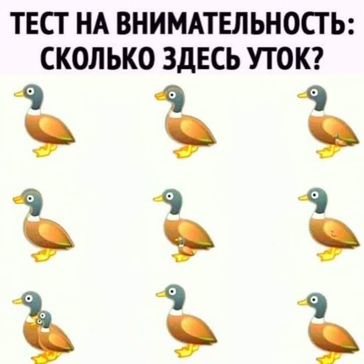 ТЕСТ НА ВНИМАТЕЛЬНОСТЬ: СКОЛЬКО ЗДЕСЬ УТОК?