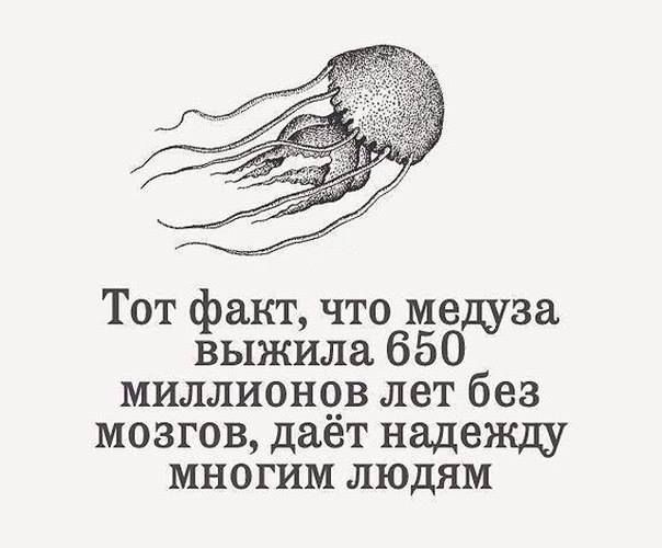 Тот факт, что медуза выжила 650 миллионов лет без мозгов, даёт надежду многим людям