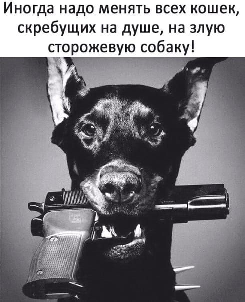 Иногда надо менять всех кошек, скребущих на душе, на злую сторожевую собаку!