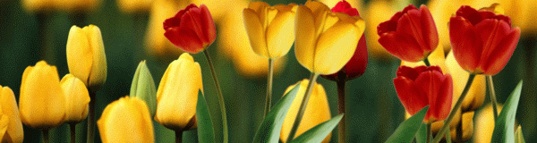 Крупный план тюльпанов желтого и красного цвета