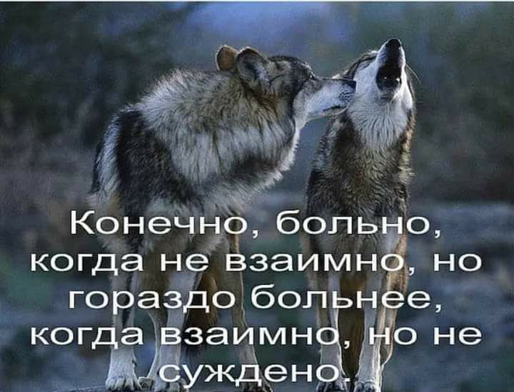 15 751 Конечэ др боль о когда не взаимн но го раз цобоп ког а заимн НЗоне ужден ЁЁ