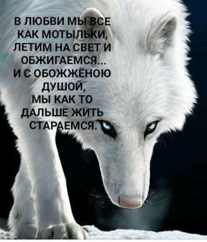 В ЛЮБВИ М Е КАК МОТЫЛ ЛЕТИМ НАСВ И ОБЖИГАЕМСЯ И ОБОЖЖЁНОЮ ДУШОЙ МЫ КАК ТО