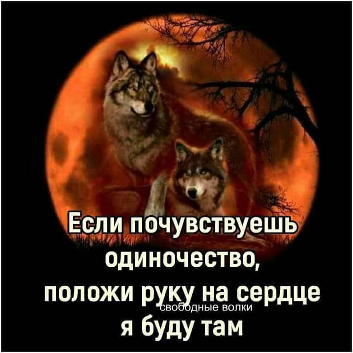 _ пидрчузствуешь одиночество положи рцдуд на сердце ные волки я буду там