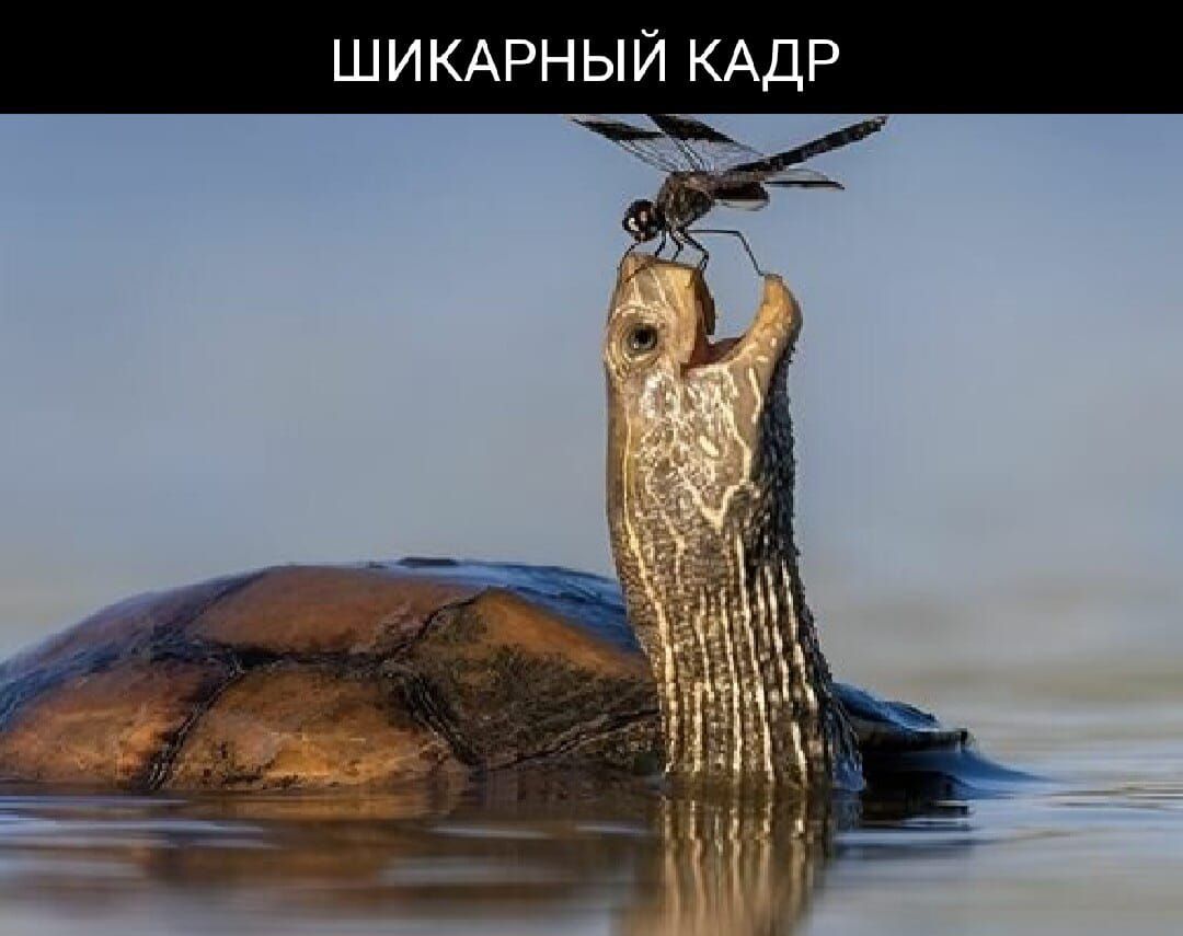 ШИКАРНЫЙ КАДР