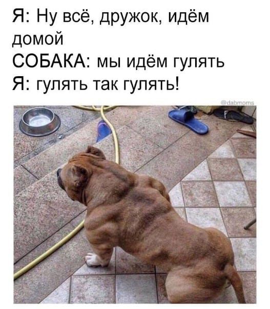 Я Ну всё дружок идём домой СОБАКА мы идём гулять Я гулять так гулять