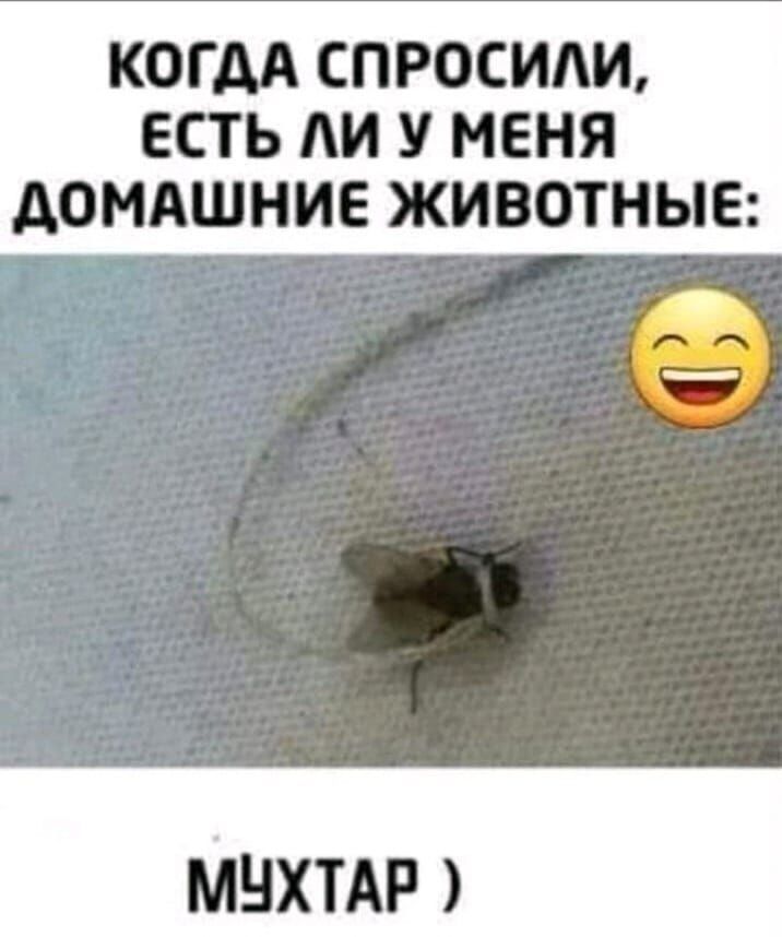 КОГДА СПРОСИАИ ЕСТЬ АИ У МЕНЯ АОМАШНИЕ ЖИВОТНЫЕ МНХТАР