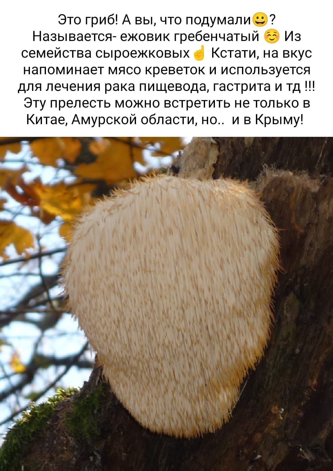 Это гриб А вы что подумали Называется ежовик гребенчатыи Из семейства сыроежкэвых Кстати на вкус НЗПОМИНЗЁТ МЯСО креветок И Используется для лечения рака пищевода гастрита и тд ЭТУ прелесть МОЖНО встретить не ТОЛЬКО В Китае Амурской области но и в Крыму