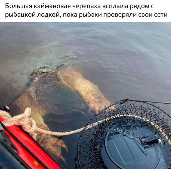 Большая каймановая черепаха всплыла рядом рыбацкой лодкой пока рыбаки проверяли сваи сечи