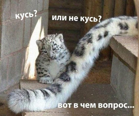 1 В ЧЕМ ВОПРОС