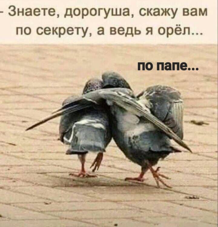 Знаете дорогуша скажу вам по секрету а ведь я орёл