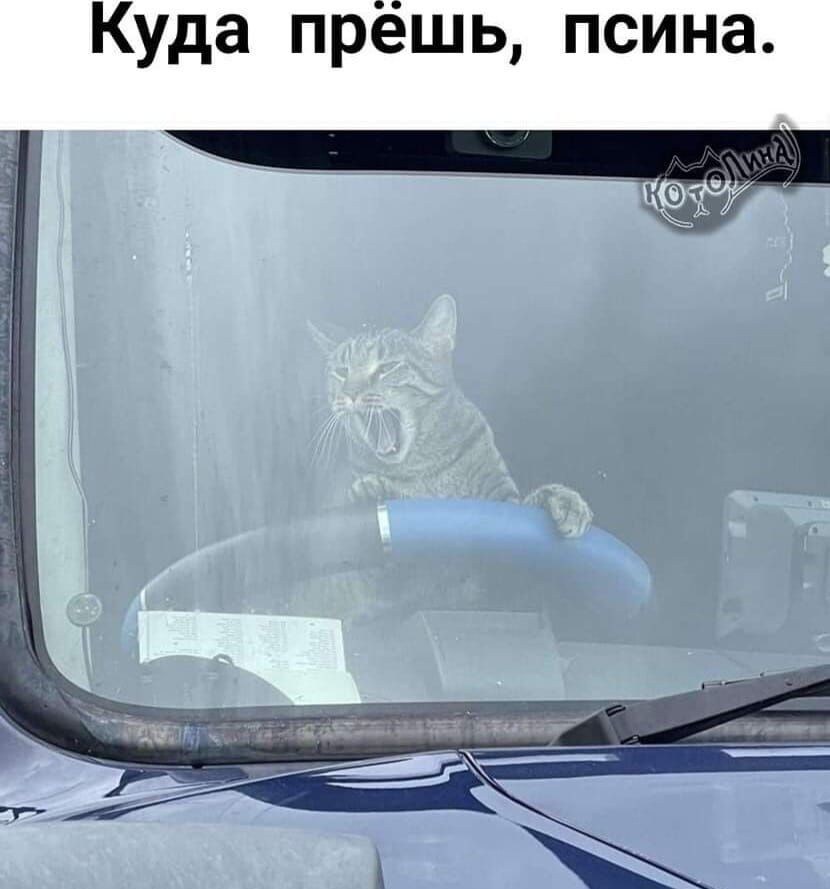 Куда прёшь псина