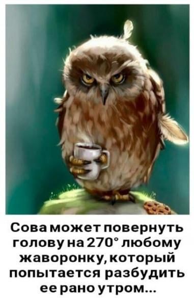 Сова может повернуть голову на 270 любому жаворонку который попытается разбудить ее рано утром
