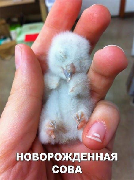 НОВОРОЖДЕННАЯ СОВА