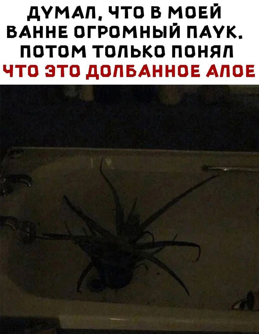 дУМАП ЧТО В МОЕЙ ВАННЕ ОГРОМНЫЙ ПАУК ПОТОМ ТОЛЬКО ПОНЯП