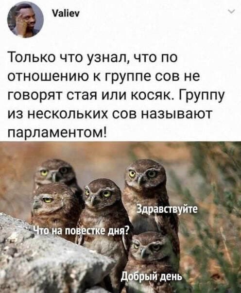 чым Только что узнал что по отношению к группе сов не говорят стая или косяк Группу из нескольких сов называют парламентом
