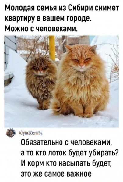 Молодая семья из Сибири снимет квартиру в вашем городе дп иж Обязательно с человеками а то кто поток будет убирать и корм кто насыпать будет это же самое важное