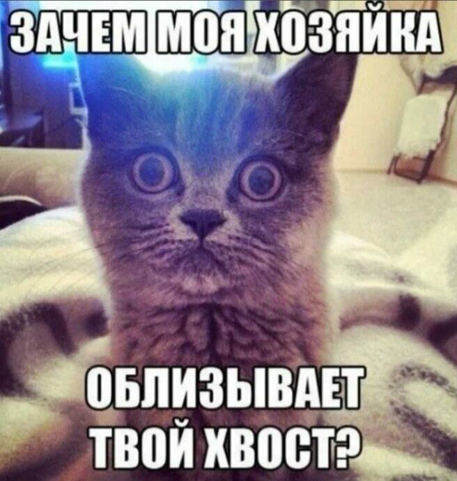 зщіш мояіхб зіід Йвпизывдп твои хвост