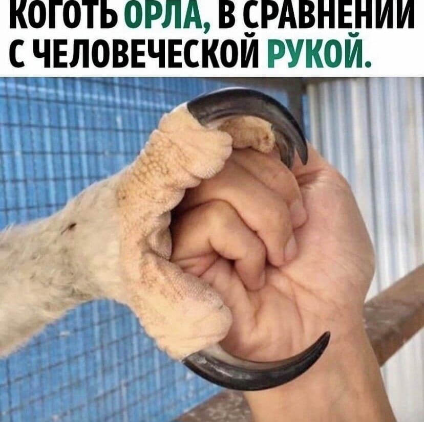 КОГОТЬ ОРЛА В СРАВНЕНИИ 7С ЧЕЛОВЕЧЕСКОИ РУКОИ