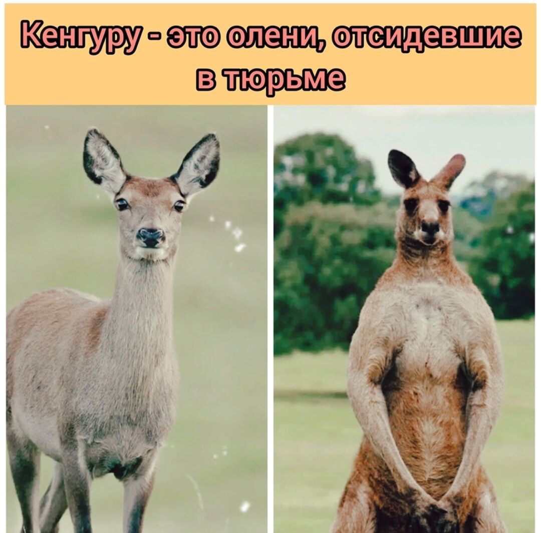 Кенгуру