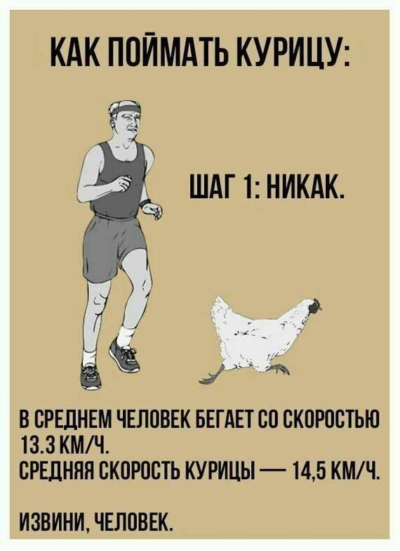 КАК ПОЙМАТЬ КУРИЦУ _ ШАГ 1 НИКАК СРЕДНЕМ ЧЕЛОВЕК ШАЕТ БП ОКПРОСТЫО 133 КМі СРЕДНЯЯ БКПРВСТЬ КУРИЦЫ 145 КШЧ извини ЧЕЛПВЕК