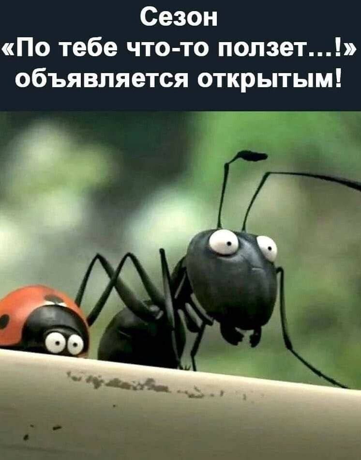 Сезон По тебе что то ползетэ объявляется открытым