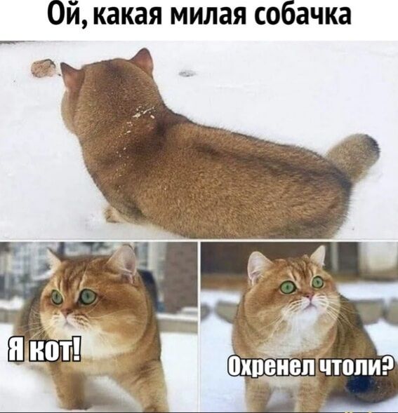 Ой какая милая собачка