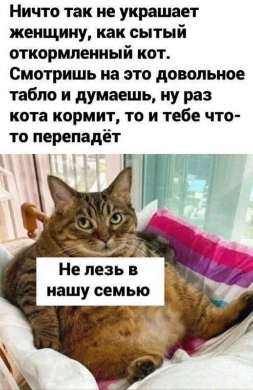 Ничто так не украшает женщину как сытый откормленный кот Смотришь на это довольное табло и думаешь ну раз кота кормит то и тебе что то перепадёт Не лезь в нашу семью