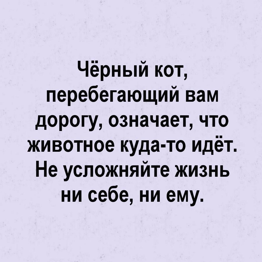 Чёрный кот перебегающий вам дорогу означает что животное куда то идёт Не усложняйте жизнь ни себе ни ему