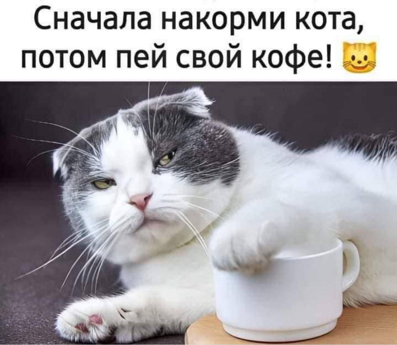 Сначала накорми кота потом пей свой кофе