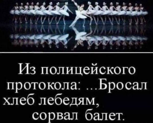 Из полицейского протокола Бросал хлеб лебедям сорвал балет