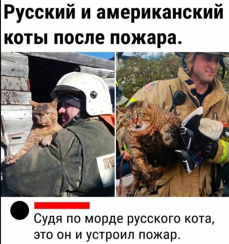 Русский и американский коты после пожара Судя по морде русского кота это он и устроил пожар