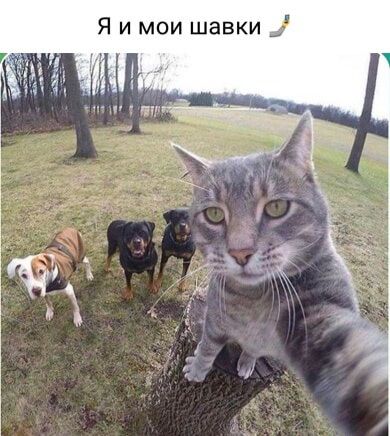 Я имои шавки