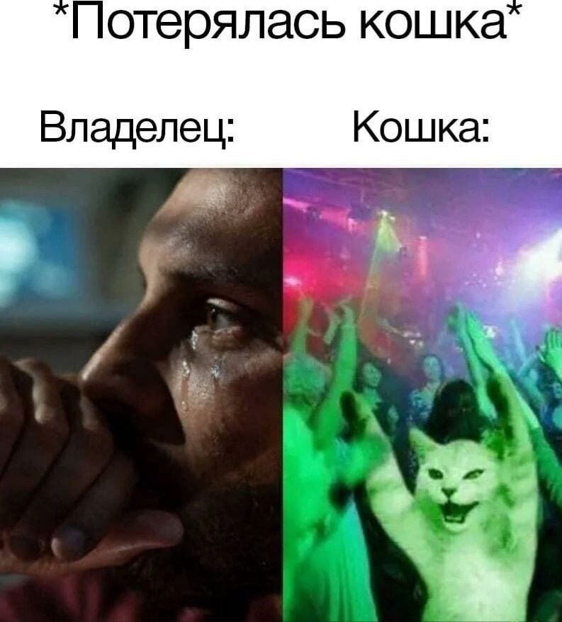 *Потерялась кошка* Владелец: Кошка: