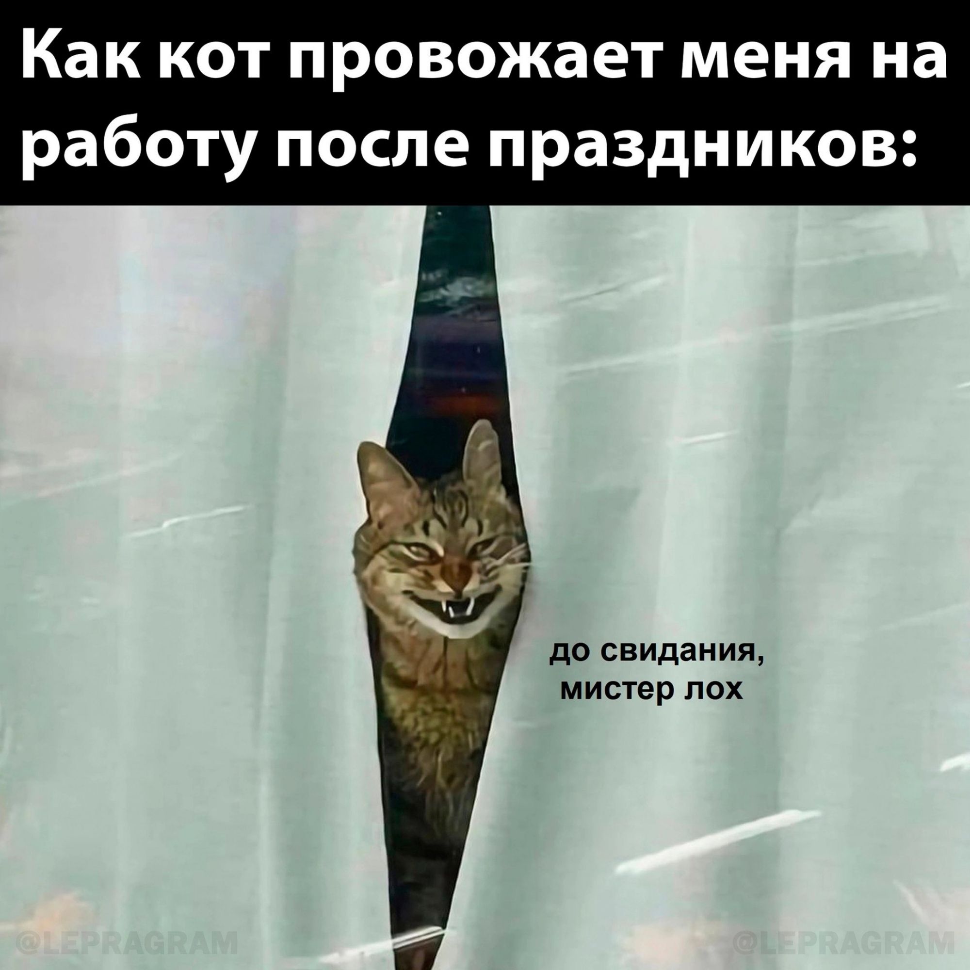 Как КОТ ПРОВОЖЗЕТ МЕНЯ на работу ПОСЛЕ праздников до свидании мистер пох