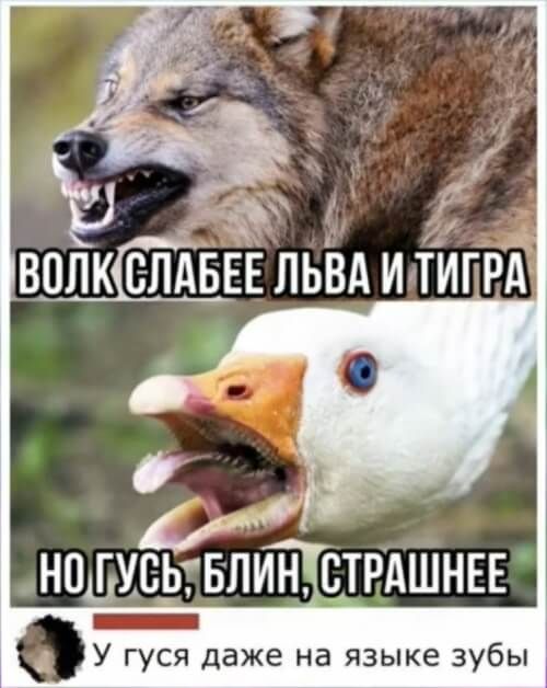 НП СРАШНЕЕ _ У гуся даже на языке зубы