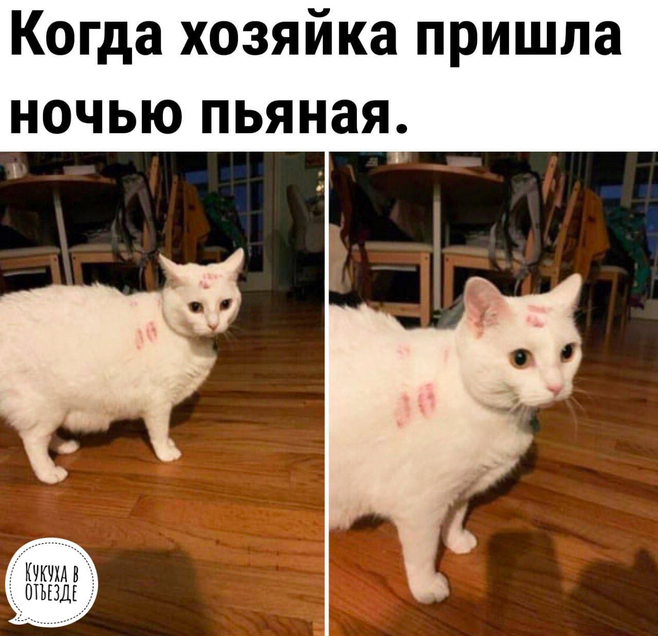 Когда хозяйка пришла НОЧЬЮ ПЬЯНЗЯ