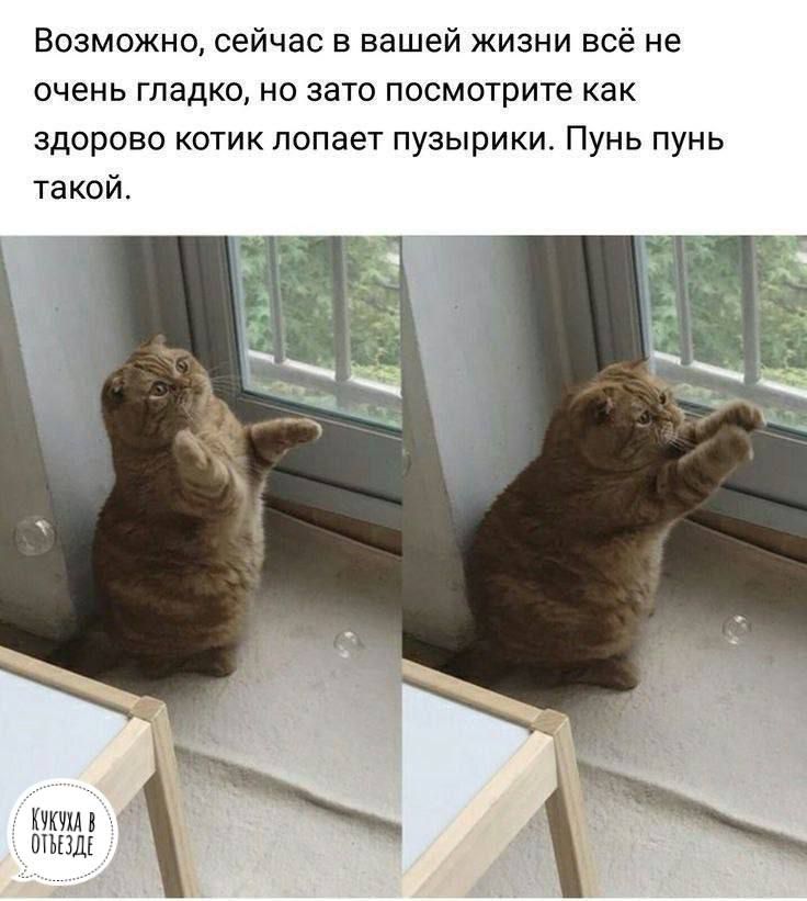 Возможно сейчас в вашей жизни всё не очень гладко но зато посмотрите как здорово котик попает пузырики Пунь пунь такой музы