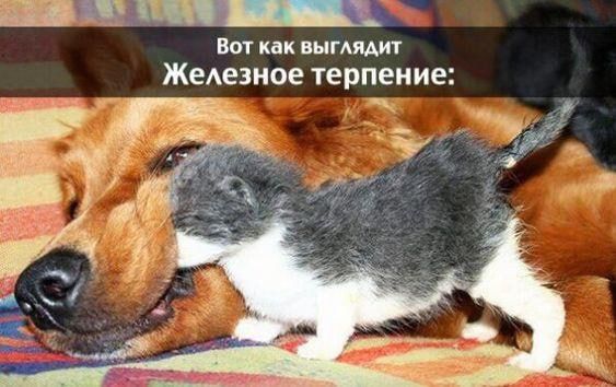 __ Вы как инт мг ЖеАезиое терпение
